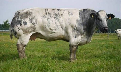BBB Vache de type viandeux